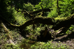 Głęboki lessowy jar porośnięty lasem grądowym tilio cordatae-carpinetum