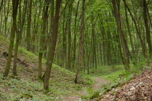 Zesp&oacute;ł grądu lipowo grabowego tilio cordatae-carpinetum na zboczach głebokiego wąwozu
