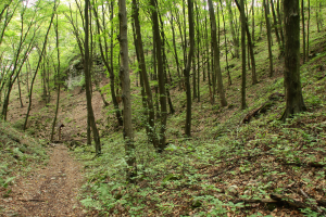 Zesp&oacute;ł grądu lipowo grabowego tilio cordatae-carpinetum na zboczach głebokiego wąwozu