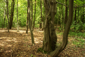 Ciepła postać grądu subkontynentalnego tilio cordatae-carpinetum