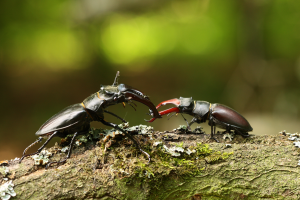 Jelonek rogacz lucanus cervus