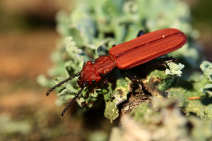 Zgniotek cynobrowy cucujus cinnaberinus