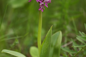 Storczyk kukawka orchis militaris