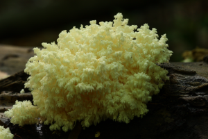 Sopl&oacute;wka gałęzista (bukowa) hericium coralloides