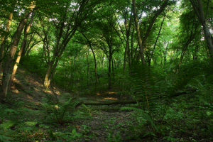 Grąd subkontynentalny tilio cordatae-carpinetum